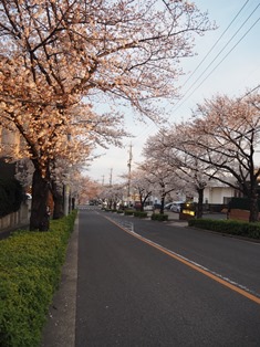 天白植田の桜.jpg