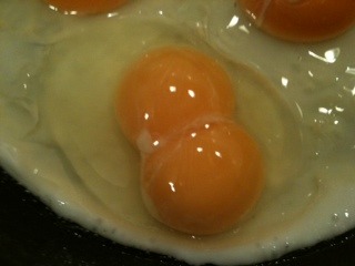 EGG2up.JPG