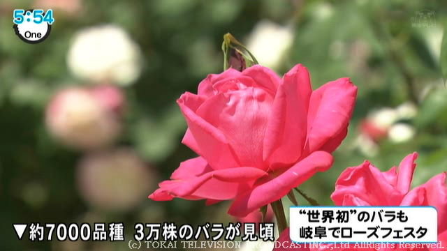 rosefes.jpg