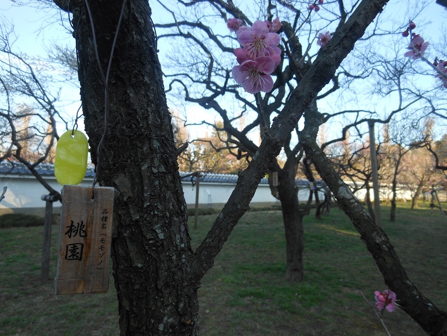 DSCN6601.jpgペイント後.jpg
