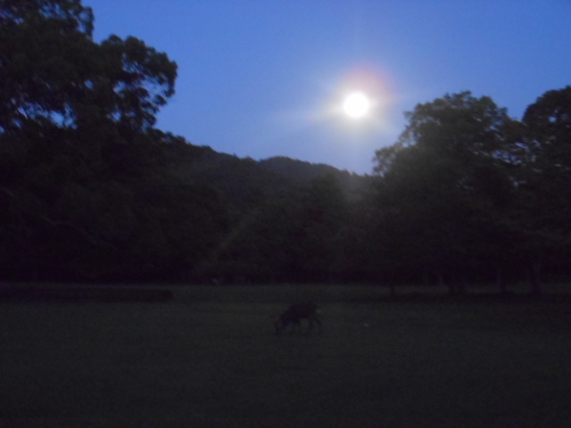 DSCN9900.jpg中秋の名月.jpg