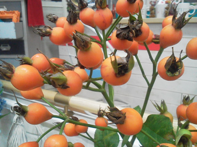 P1002055.jpg秋の花.jpg