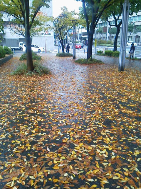 P1002229.jpg濡れ落ち葉.jpg