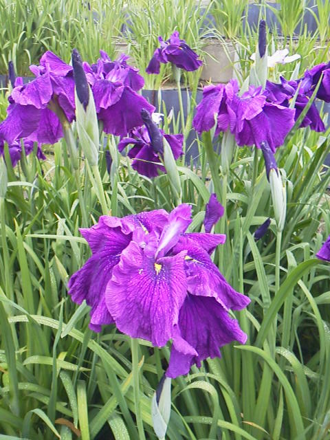 2011061611320000.jpg