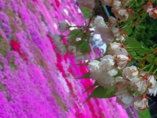 桜×桜２.JPG