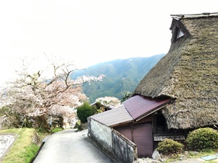 みたけの桜①.jpg