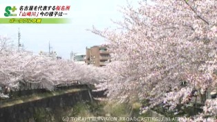 山崎川の桜.jpg