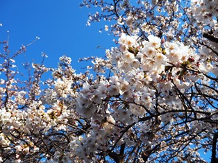 桜と青空.jpg