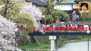 高山の赤い橋と桜.jpg