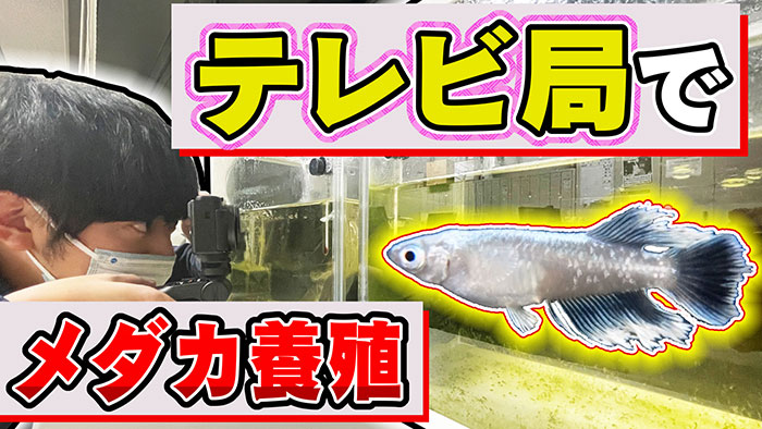 「ウナギの完全養殖」を研究していたテレビ局員がこっそり“メダカ“を養殖してみた。