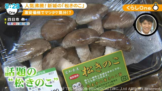 185 天然きのこ 国産天然松茸 1キロ まつたけ マツタケ きのこ キノコ