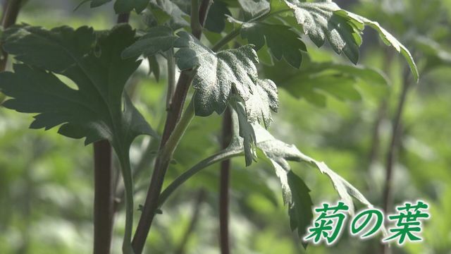 特集 出荷調整という名の廃棄 会席料理など彩る 菊の葉 宴会需要減り生産農家に危機 1年位捨て続けてます