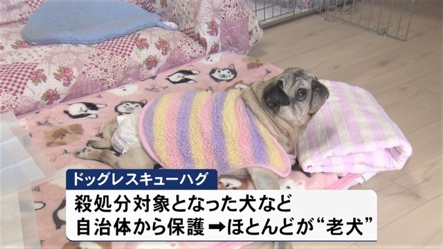写真ギャラリー 画像で見る 老犬捨てる人が増加 保護して看取ってきた代表 飼い主に見せたい 最期まで生きたよと