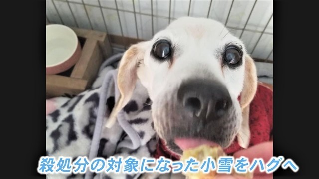 写真ギャラリー 画像で見る 老犬捨てる人が増加 保護して看取ってきた代表 飼い主に見せたい 最期まで生きたよと