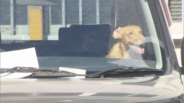写真ギャラリー 夏日の車内に4時間以上 コイン駐車場で車に 犬2匹放置 警察官がドア開け保護 車で飼ってる の情報も