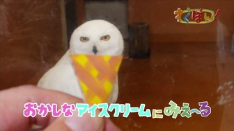 ツペラツペラのなににみえ～る