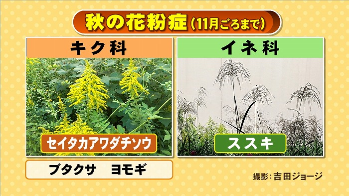 秋の花粉症に注意 東海テレビ ジョージの天気上々