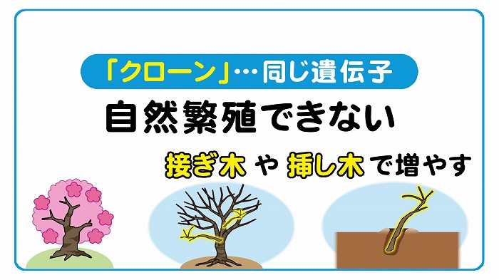 なぜソメイヨシノは一斉に咲く 東海テレビ ジョージの天気上々