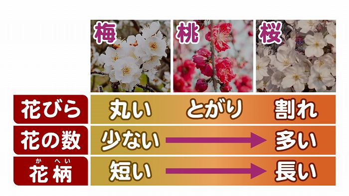 梅と桃と桜の違い 東海テレビ ジョージの天気上々