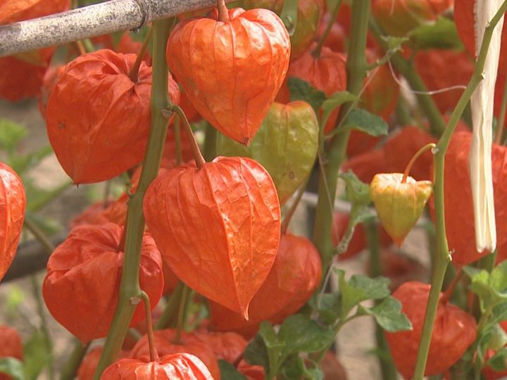 お盆を前に 先祖を迎える切り花として供える ホオズキ 収穫が最盛期 愛知県西尾市で農家10戸が栽培 東海テレビnews