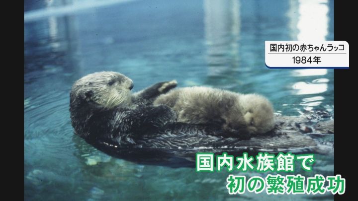 ピーク時122頭 国内わずか4頭に 水族館のラッコが 絶滅の危機 輸入も繁殖もできず模索続く 東海テレビnews