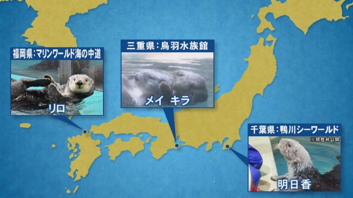 ピーク時122頭 国内わずか4頭に 水族館のラッコが 絶滅の危機 輸入も繁殖もできず模索続く 東海テレビnews
