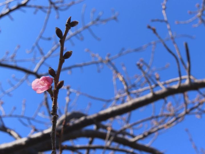 早咲きの桜 一輪 咲く 立春迎えた 常春の渥美半島 で見つけた小さな春 畑一面を埋め尽くす菜の花も 東海テレビnews