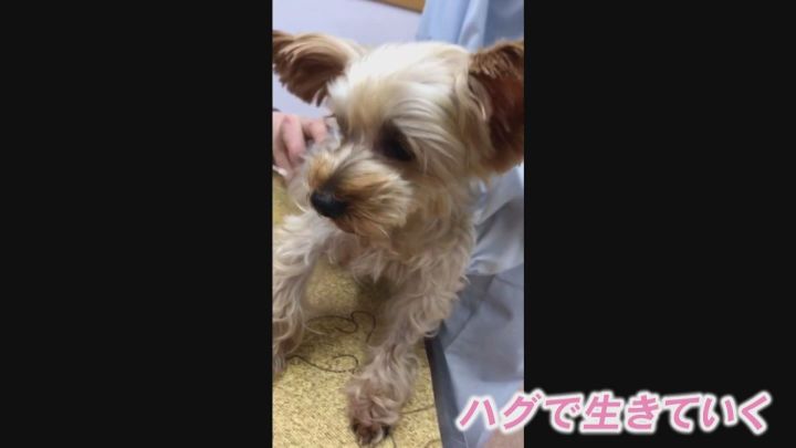 老犬捨てる人が増加 保護して16匹看取ってきた代表 飼い主に見せたい 最期までこんな立派に生きたよと 東海テレビnews