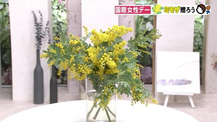 今年は寒さで開花が遅れ気味 国際女性デーのシンボル ミモザ 花言葉は 感謝 や 思いやり 東海テレビnews