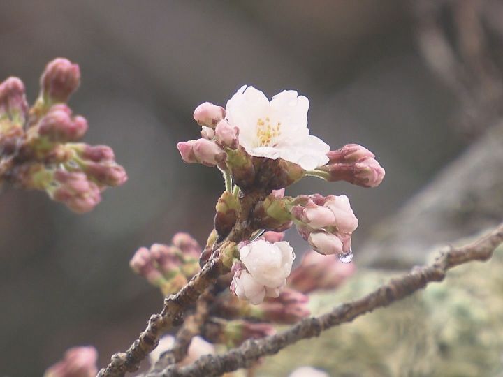 雨の中の発表に 三重県で桜が開花 津市偕楽公園の標本木に5輪以上の花が咲いているのを確認 東海テレビnews 雨の中の発表に 三重県で桜が開花 津市偕楽公園の標本木に5輪以上の花が咲いているのを確認 東海テレビnews
