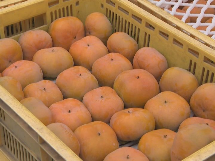 ハウス栽培の 次郎柿 収穫が最盛期 露地栽培より1か月半ほど早く 生産量日本一の産地 愛知県豊橋市 東海テレビnews
