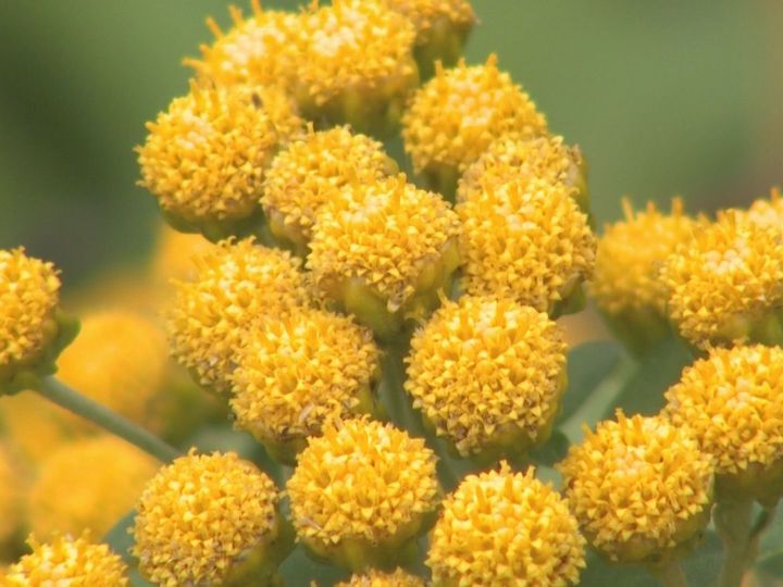 世界遺産・鬼ヶ城の遊歩道沿いに群生…岩場等に黄色い花咲かせるキノクニシオギクが見頃 県の準絶滅危惧種 東海テレビNEWS