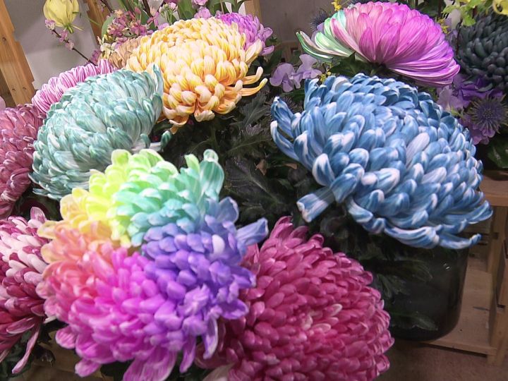 宝石のような淡くカラフルな花…SNSでも人気の『染め輪菊』コロナ禍で