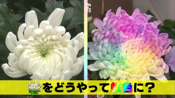 宝石のような淡くカラフルな花…SNSでも人気の『染め輪菊』コロナ禍で