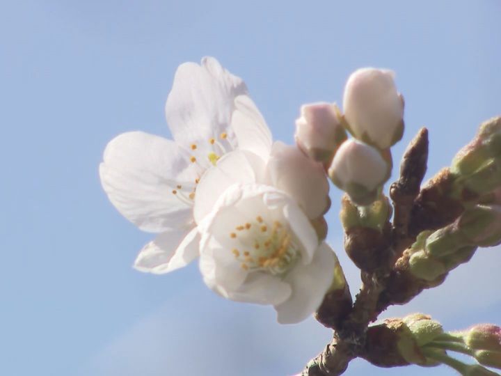 ポケモン√©mon Go、取引アップデートにより発売以来最も一日の支出額が「復活」