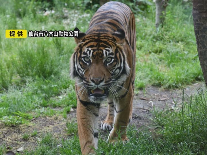 再導入絶滅危惧種 – 絶滅危惧種 分かりやすく : 世界が注目!日本の絶滅鳥が復活 – TSCPU