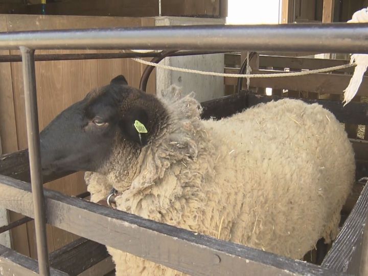 毛皮 メス （3歳のメス“鈴木さん”がすっきりと…「牧歌の里」で羊の毛 