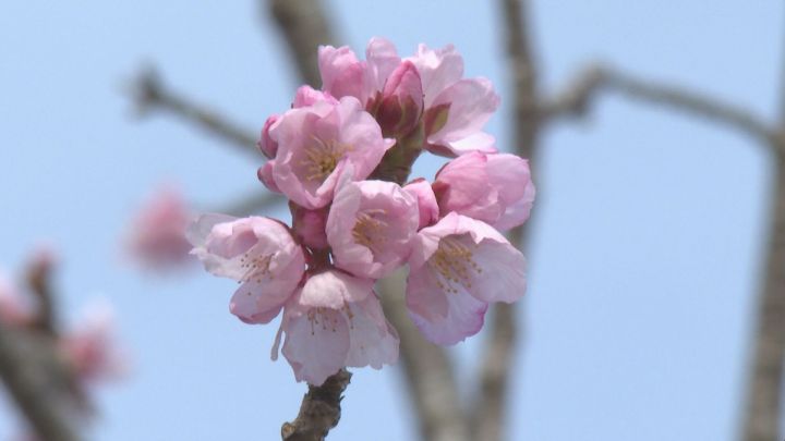 寒波のなか淡いピンクの花…早咲きのカンヒザクラ 2月に入ってから咲き