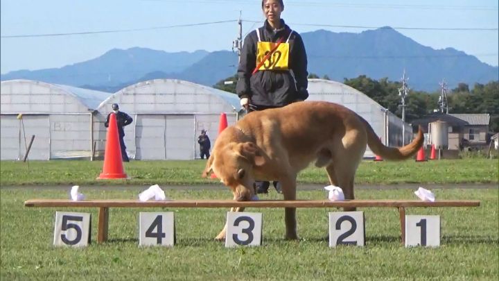 骨董品　鋳物　南部鉄器　嘱託警察犬競技会　優勝　記念品　他1品 警察犬競技会 足跡追及部門日本一 武市さん(阿南)のカリーナ号｜徳島の