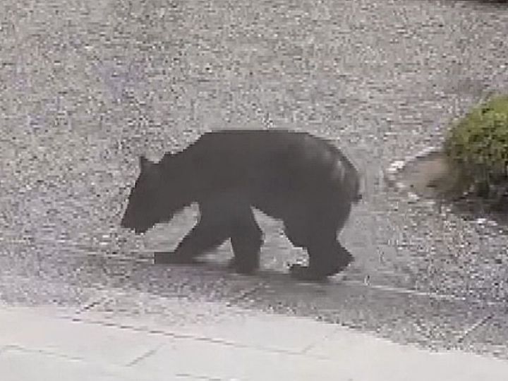 新品　ディズニー　熊のかぶり物は下げられます ガチャガチャ】 2025年11月（11月10日週発売）発売 くるまりスタイル