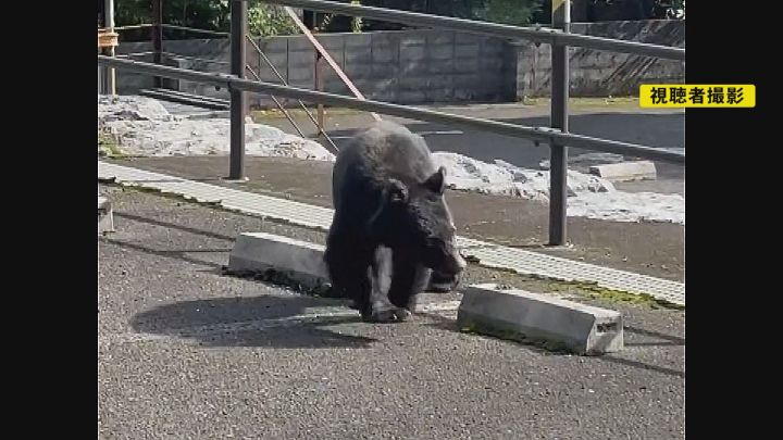 生で見ると恐怖感が…」岐阜県大野町でクマ目撃相次ぐ 隣町のマラソン