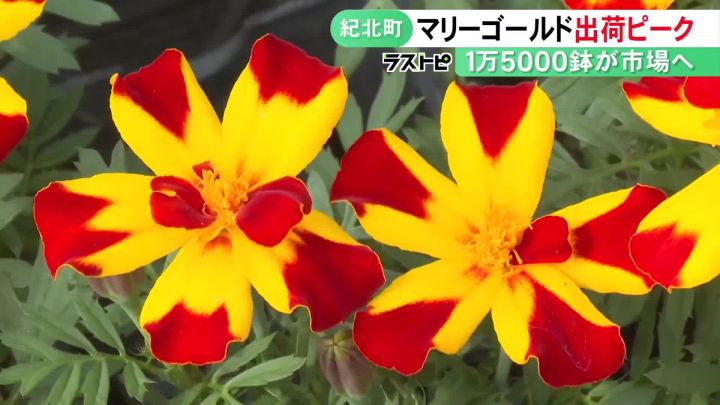 春を感じる『マリーゴールド』の出荷最盛期