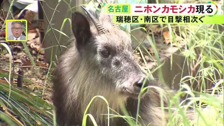 電車と接触しケガか…名古屋の公園に国の特別天然記念物