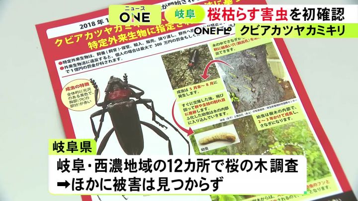 桜の木など枯らす…特定外来生物「クビアカツヤカミキリ」初めて確認