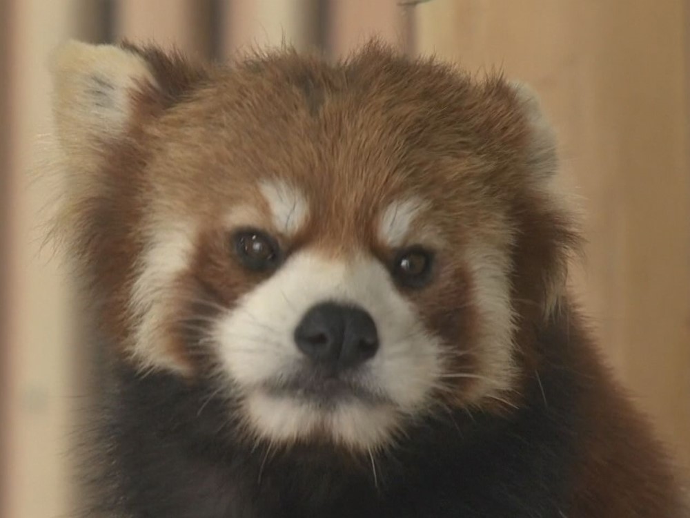 東海地方で唯一 レッサーパンダ一般公開始まる 子供 しっぽ長くてかわいかった 愛知 豊橋市 東海テレビnews