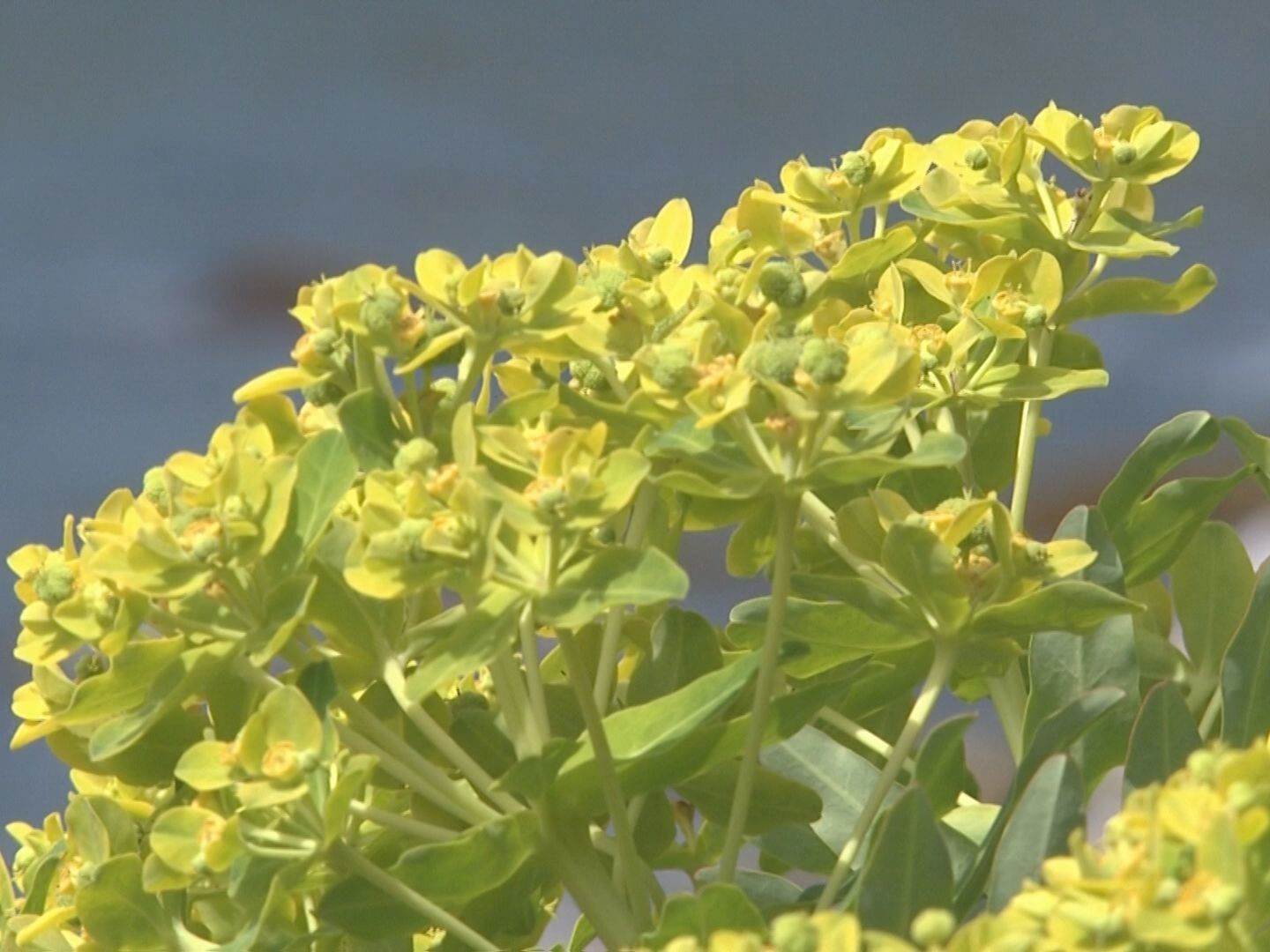 菜の花の様な黄色の花 イワタイゲキ が見頃 海岸開発等で全国的に減少傾向 三重 東海テレビnews