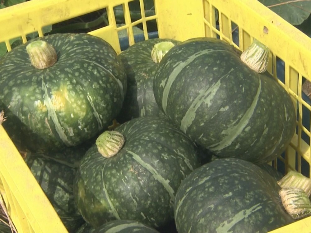 ファミリー 農園えびす南瓜 1玉