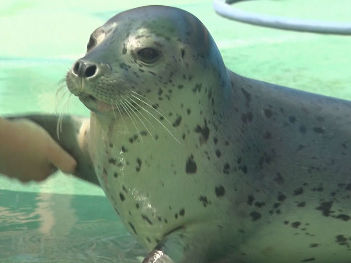 かっこいい 動物 名前