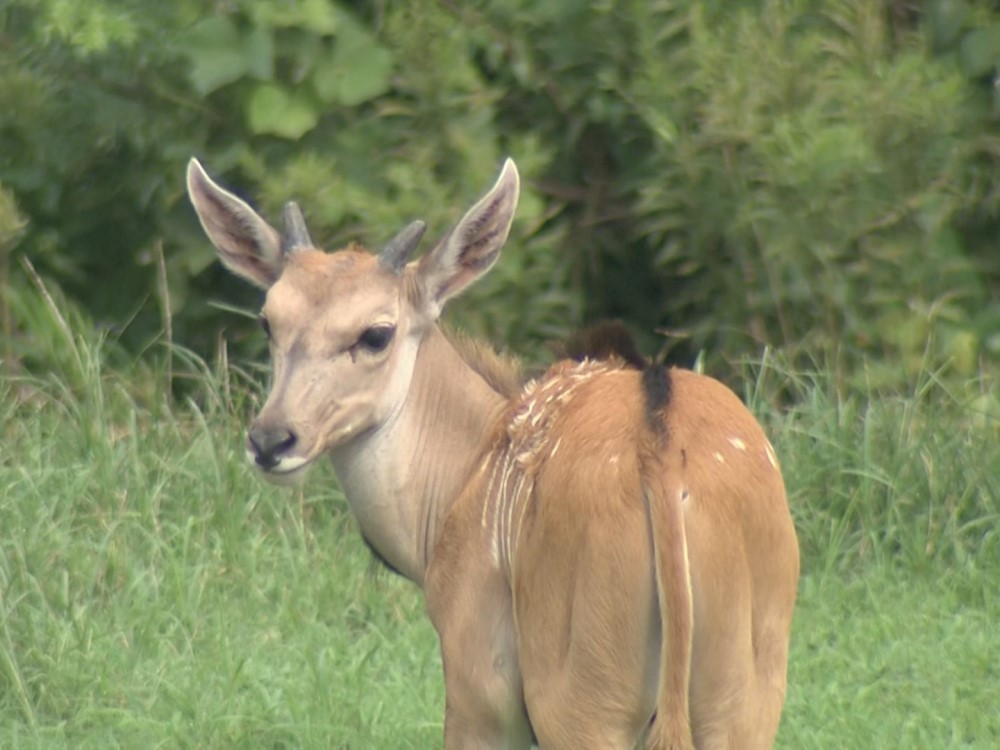 アフリカのサバンナ等に生息 ウシの仲間 エランド の赤ちゃん初公開 7 21に生まれる 東海テレビnews