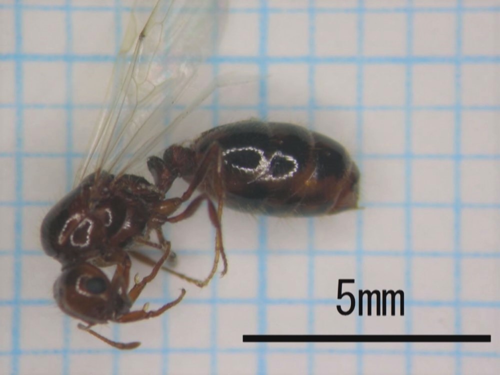 女王アリ数十匹含む1000匹以上見つかる…強い毒持つ『ヒアリ』を駆除 国や県の職員らが殺虫剤散布 東海テレビNEWS